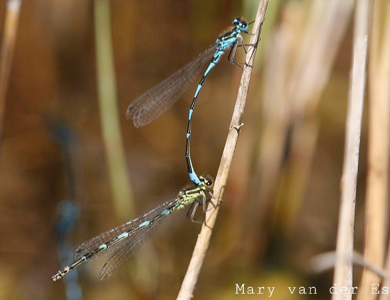 Mary van der Es tweet media