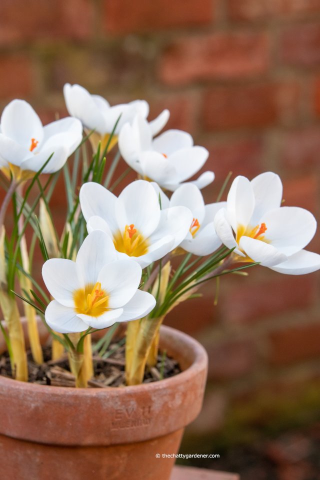 These #crocus have been a real joy. #springcolour