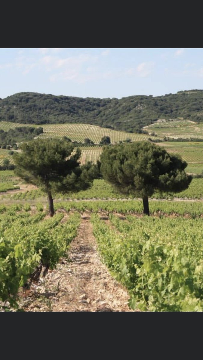 Suspension pour 4 mois des taxes Trump sur les vins français. Vraie bonne nouvelle. A l’Union européenne de transformer l’essai.