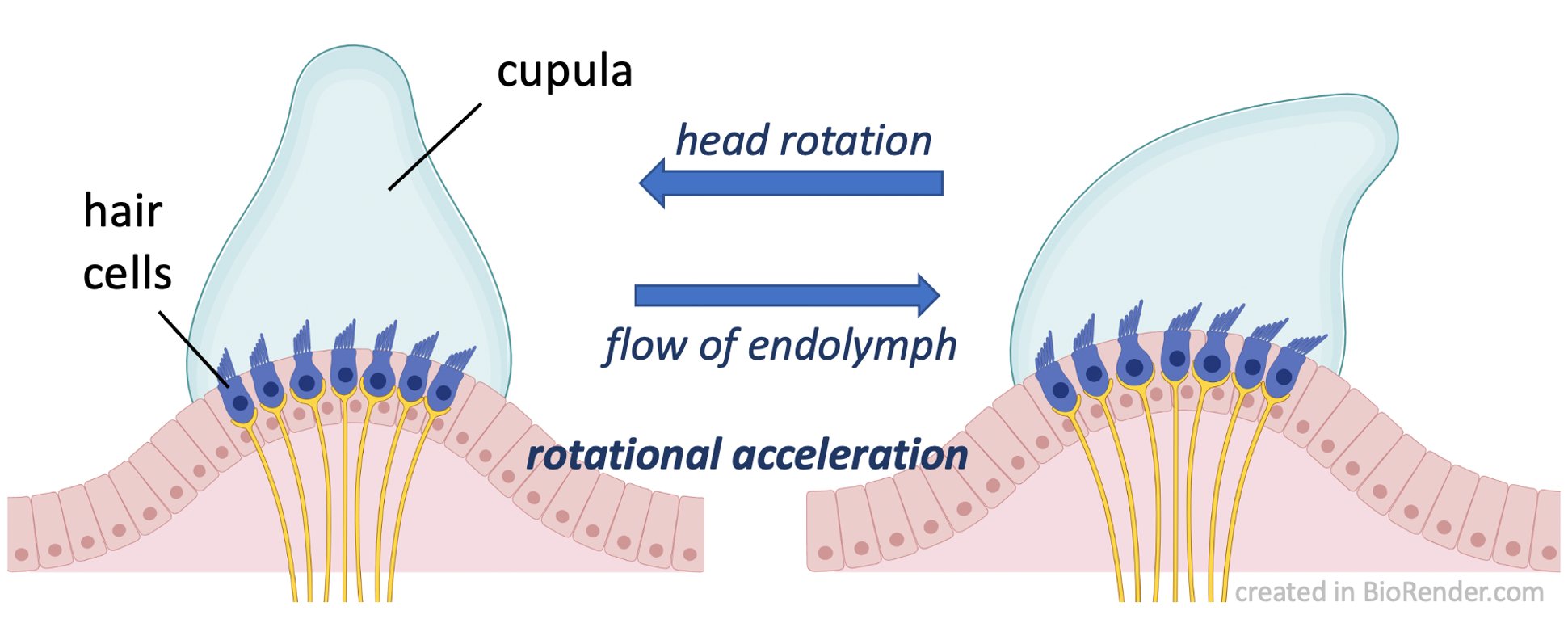 Aaron Rutman, MD on Twitter "At the base if each duct ️ampulla, in