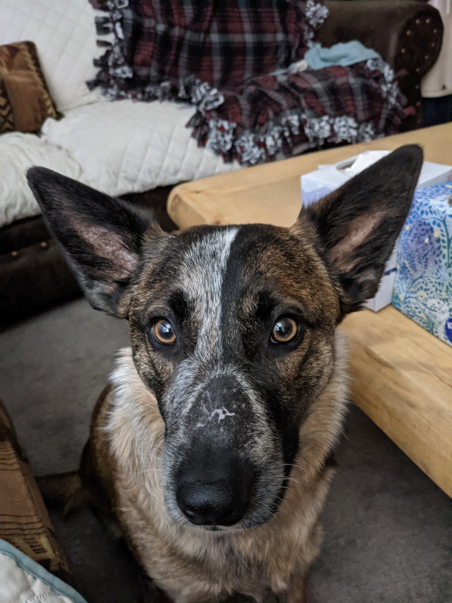 ZephAndMav's tweet photo. Maverick's nose is mostly healed from the radiation therapy he went through in December. 💖#dogs #DogsofTwittter #cutedogs #cancersurvivor #maverick https://t.co/VpBZOnCD1C