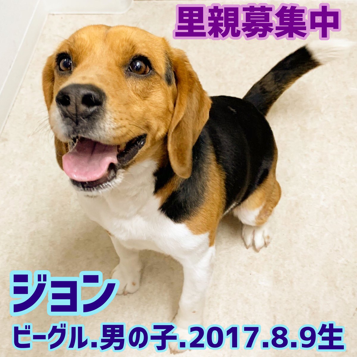 hogokencafet's tweet photo. #里親募集中

一般のお家からの保護です
皮膚炎があります
寂しいのか、悲しそうに鳴いてます。
現在、鶴橋店にスペ���スがあまりないため、一旦シェルターへ移動予定です
家族に考えてくださる場合は面会日を早めに教えてください🙇‍♀️

#保護犬カフェ鶴橋店 #ビーグル #飼育放棄 #犬の譲渡会 https://t.co/BC4NetzSzd
