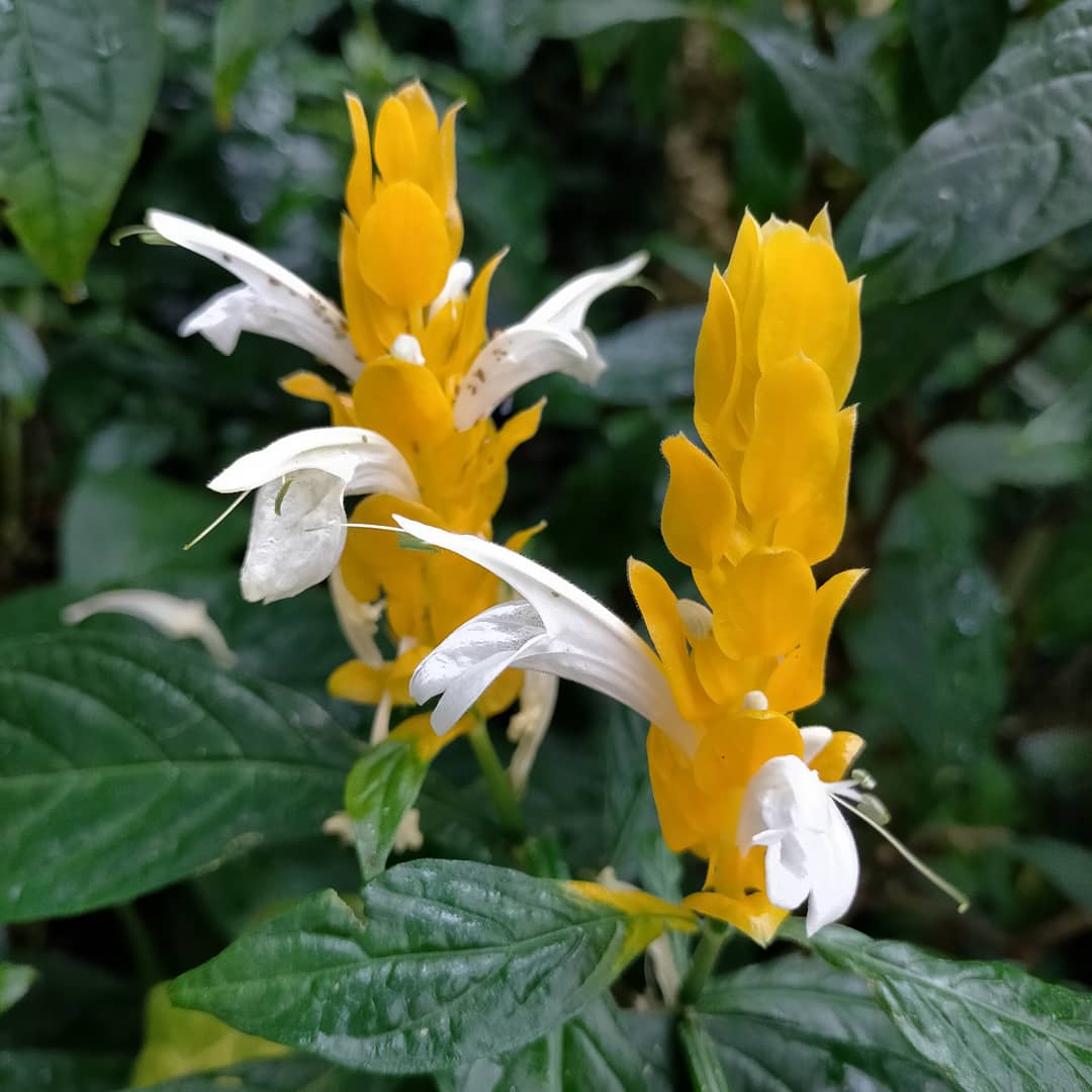 大阪府立花の文化園 植物園 公式 パキスタキス ルテアは 黄色いキャンドルのような可愛い花穂を持つお花です 環境が合えば周年花を咲かせます 場所 大温室 熱帯温室を出た階段を上がって すぐ右 M 花の文化園 植物園 パキスタキスルテア