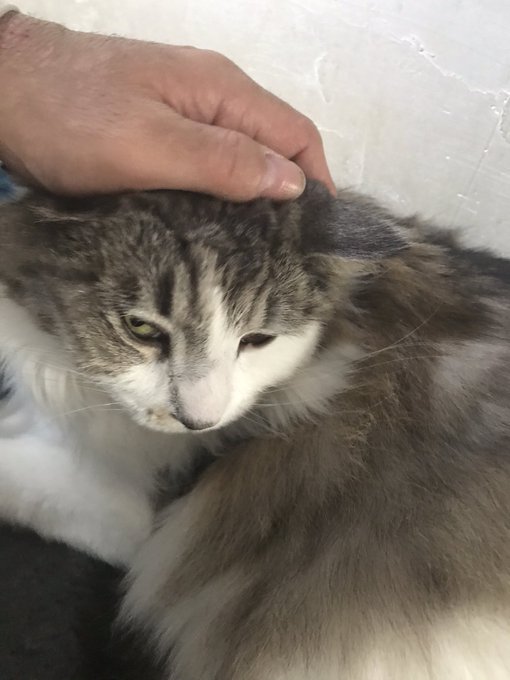 メインクーンのtwitterイラスト検索結果 古い順