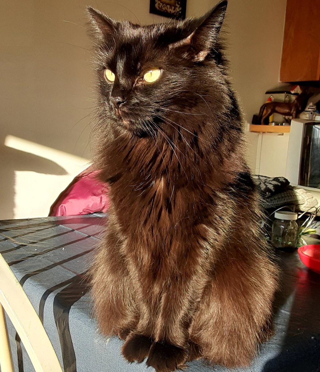 My beautiful baby 😍🥰
#CatsOfTwitter #blackcat #adoptdontshop #loveblackcats