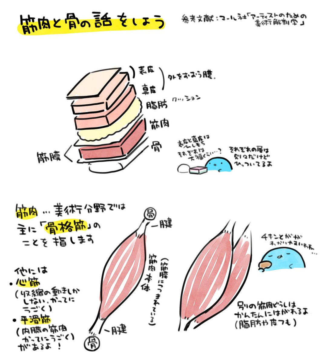 今日は筋肉の動きとか勉強する前の知識として必要な筋肉ってなんぞや?体の中にどういう感じで収まってるの?って話をしました。資料載せとくけどアーカイブもよかったらみてね
(資料作成にマール社さんの「アーティストのための美術解剖学」を参考にさせていただきました)
#ぺ子と朝クロッキー 