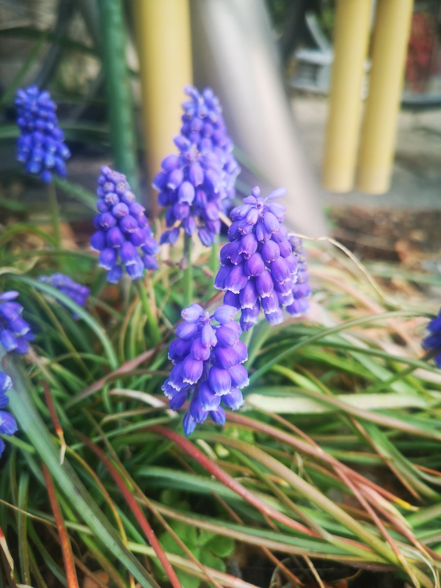 Iroha S Grandpa 紫の花ムスカリアルメニアクムスはアスパラガスの一種 Allium Falcifoliumはアメリカの野生タマネギの一種だそうです こんな外来種の小さな花も路傍に咲いています ムスカリアルメニアクムス Allium Falcifolium T Co