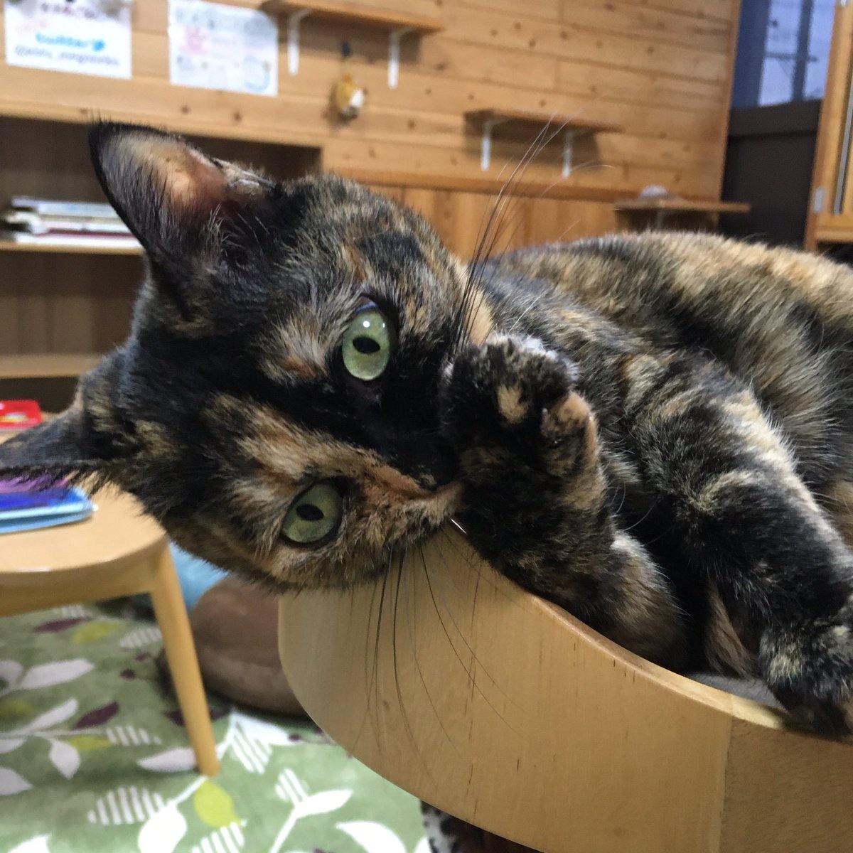 會津めごねこ 風が強いですね 花粉の飛散が心配です 會津めごねこ 営業しております 本日も工事の音や振動でご迷惑をおかけいたします あと10日程で完成予定です 花曇りですが猫たちは元気モリモリで猫好きさんをお待ちしております 猫カフェ めご 會津めごねこ 風が強いですね 花粉の飛散が心配です 會津めごねこ 営業しております 本日も工事の音や振動でご迷惑をおかけいたします あと10日程で完成予定です 花曇りですが猫たちは元気モリモリで猫好きさんをお待ちしております 猫カフェ めご