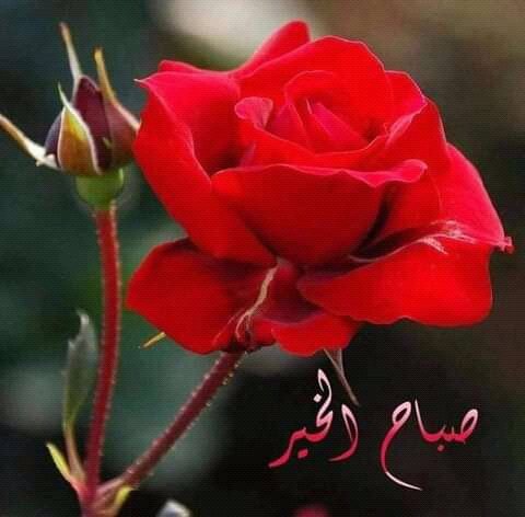 اللهم إنك ترى ما لا نرى وتعلم ما لا نعلم  فاكفنا شر ما في الغيب ، واحفظنا بحفظك ، ويسر أمورنا ، وارزقنا وأنت خير الرازقين