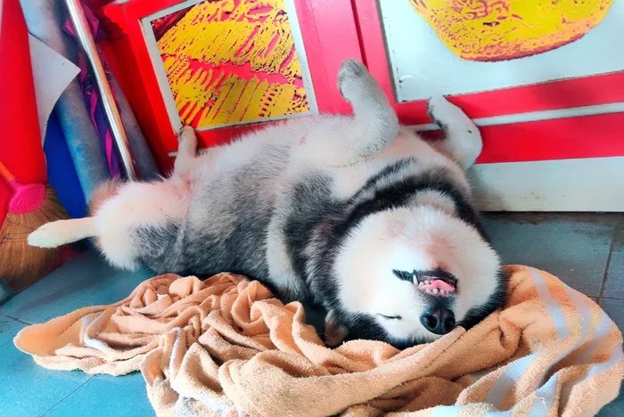 “Guard Dog Ignores Staged Robber During Training Exercise In Thai Jewel Store”