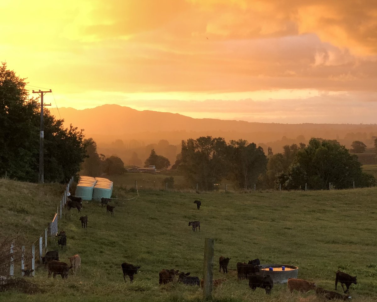 Almost halfway through autumn calving. Sunsets like this are the reward for long hard days rearing calves