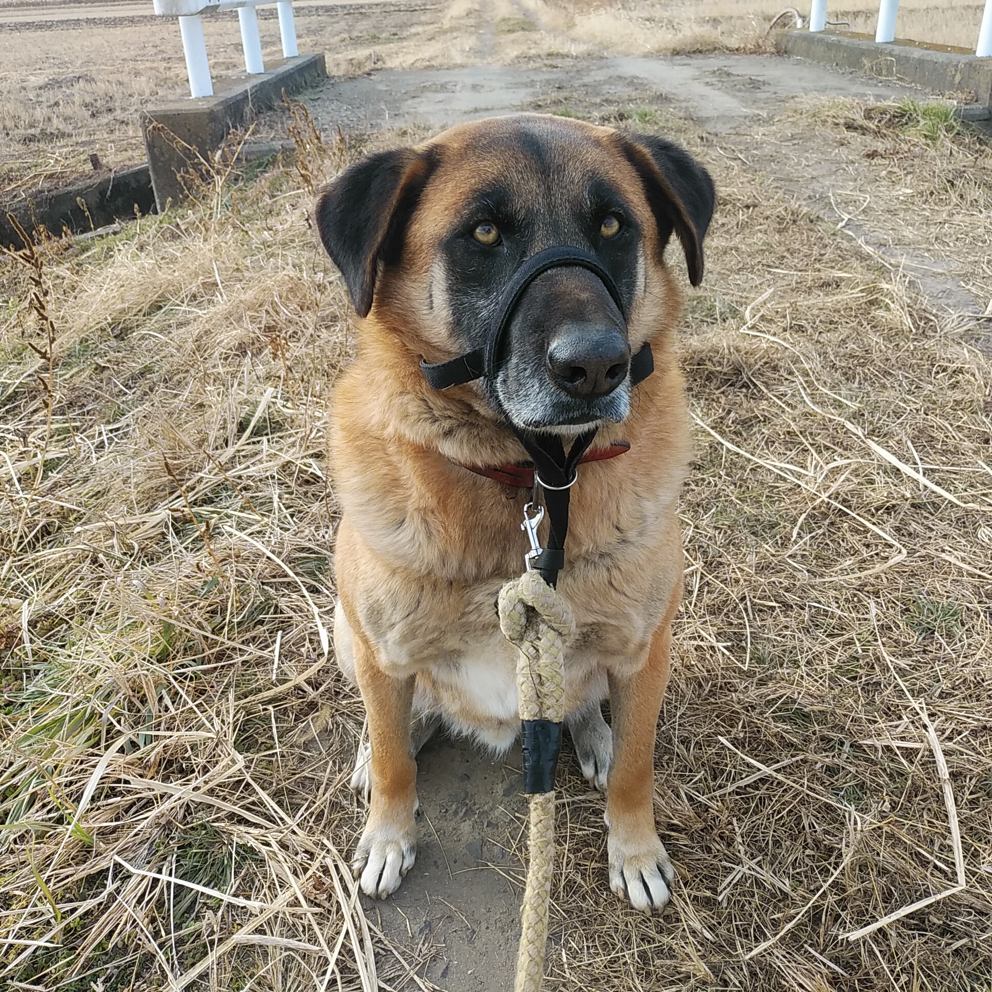 つくばもん Lifeboatjapan さんに兄弟犬と共に保護してもらって丸6年 譲渡の際 おおよそ春 3月頃の生まれ との診断で3 3を誕生日に 雄だけど忘れにくい桃の節句を選んだ 大型犬の犬 生12年とすると折り返し地点 離れ離れになった兄弟犬と再開でき
