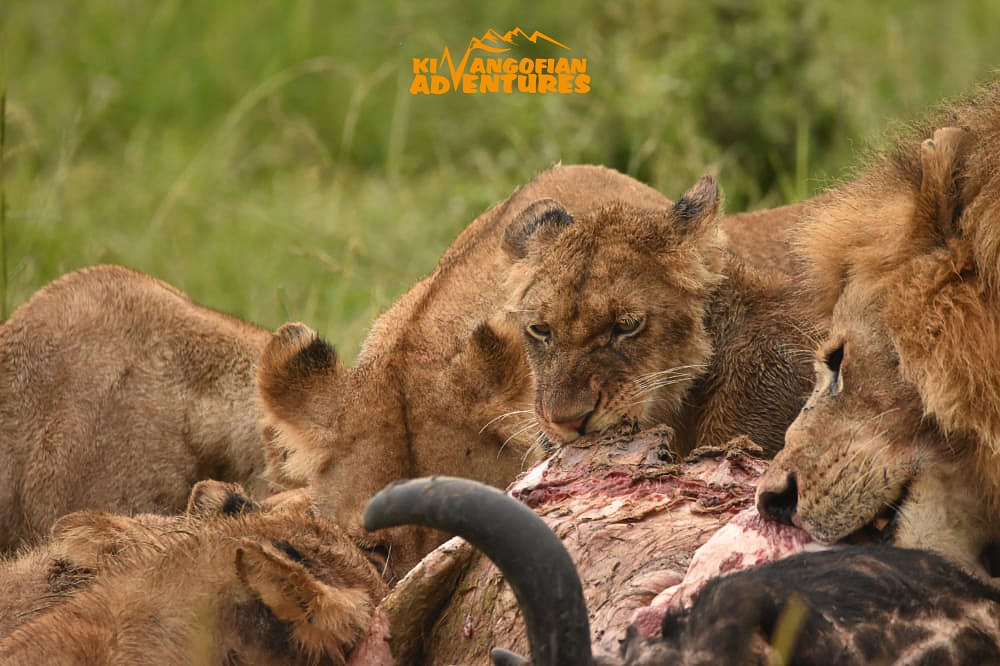 Wild cats ❤️
We say DISCOVER UNORDINARY EXPERIENCES 🤗
#photooftheday #Wildcats #destinationkenya #wildlifeafrica #TembeaKenya