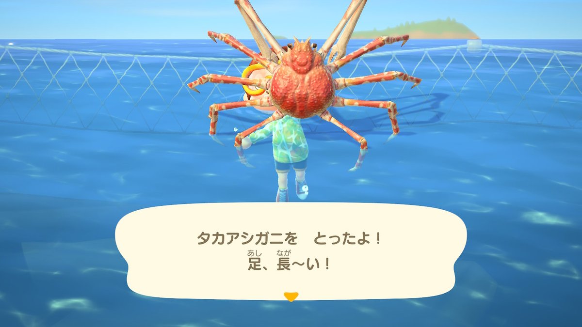 タカアシガニ タカアシガニ