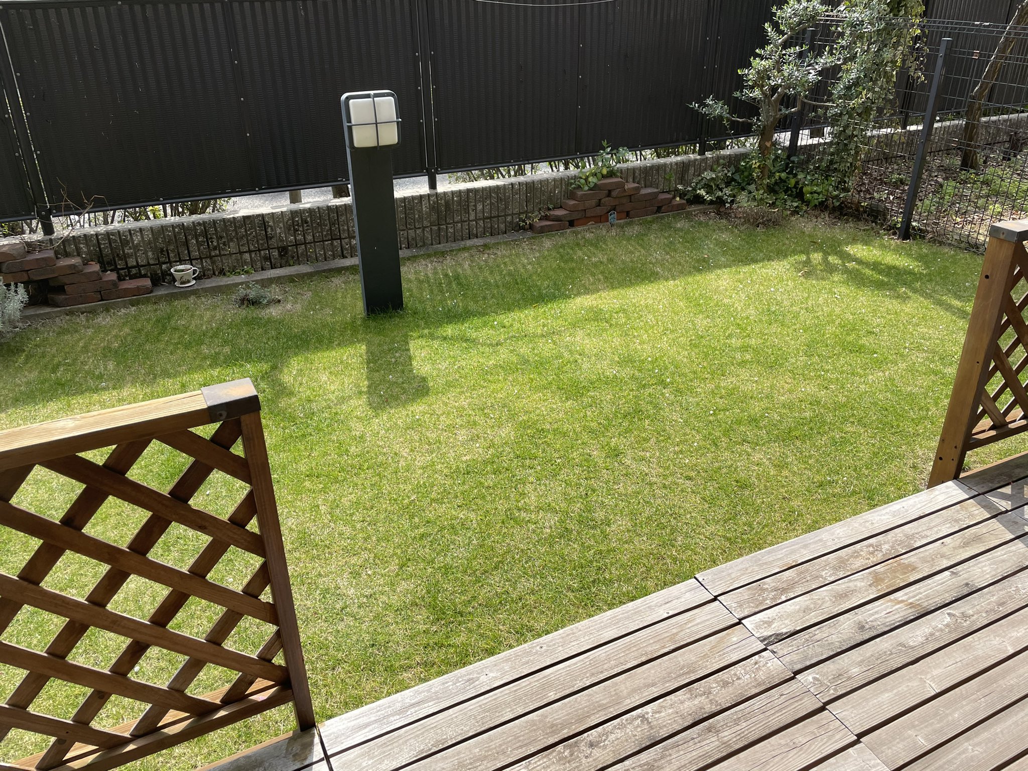 コイッチ 随分と 芝生 の緑が復活 先週肥料をやった後に雨もたっぷり降ったのでのでムラも少しマシに 今年は西洋芝を植えたせいで雑草の生えてくる余地が少なくて良い感じです 緑のじゅうたん T Co Idbavi4wqh Twitter