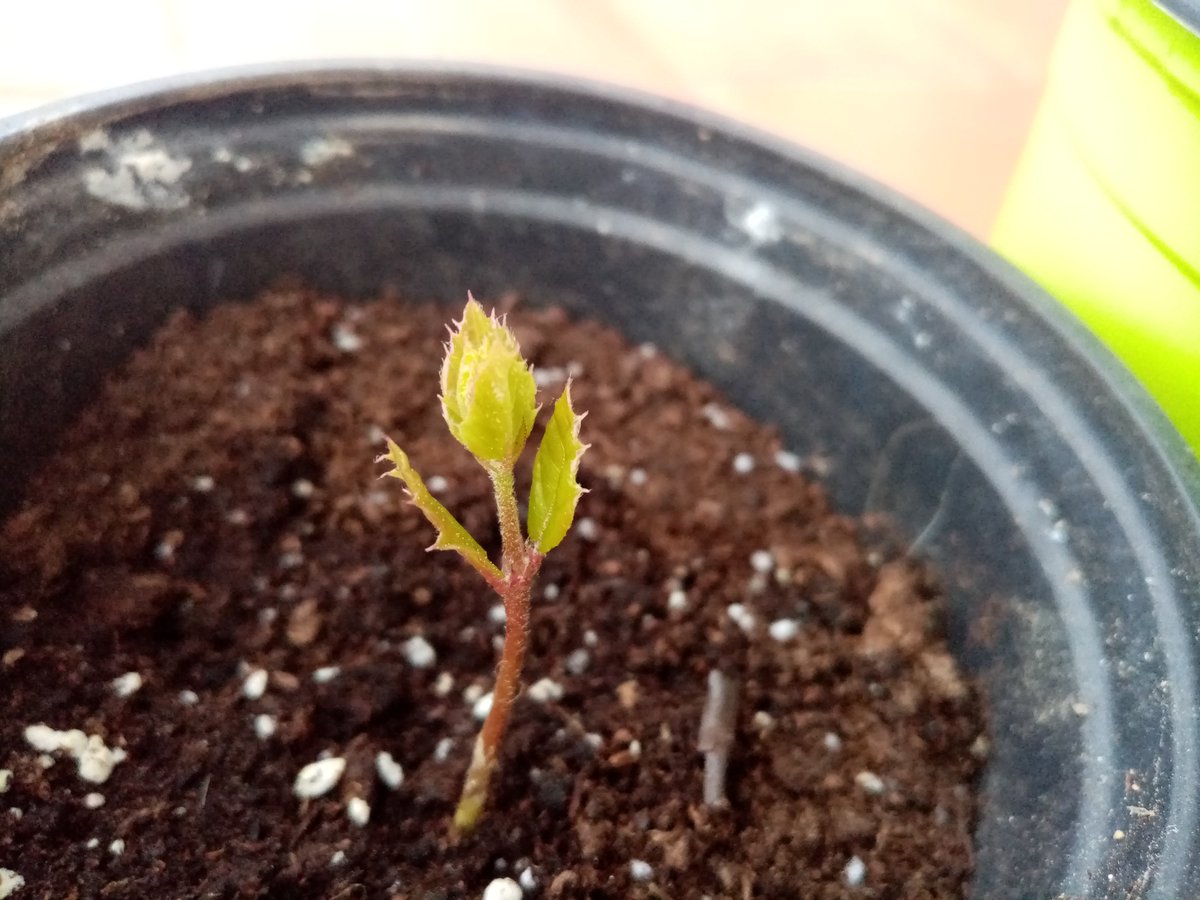 Aniol_unedo's tweet photo. Aglans de #suros de l'#Ardenya
Van germinar fa alguna setmana i ja creixen amb força ansiosos de ser trasplantats a #bosc https://t.co/I6lyXClWYm
