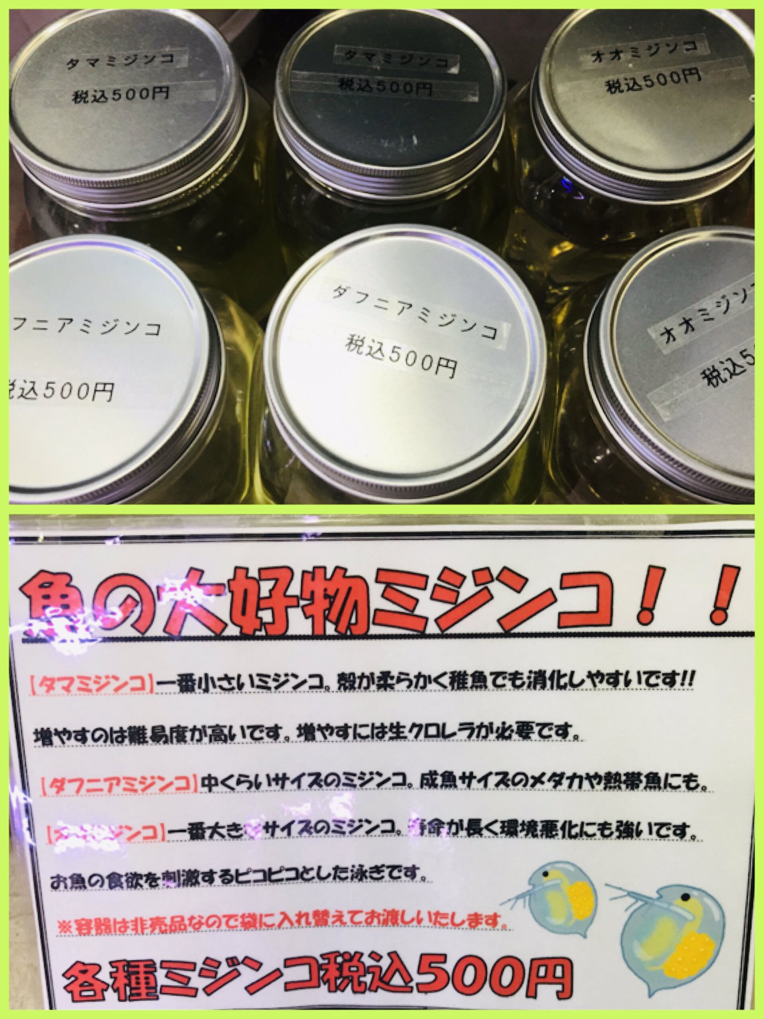 よこはま金魚本店 別館 ミジンコちゃんはじめました メダカや熱帯魚の大好物 ピコピコとした動きが魚の食欲をそそります ちなみに 活イトメは3月中旬入荷予定です ミジンコ ミジンコ販売 活き餌 アクアショップ 横浜市 T Co