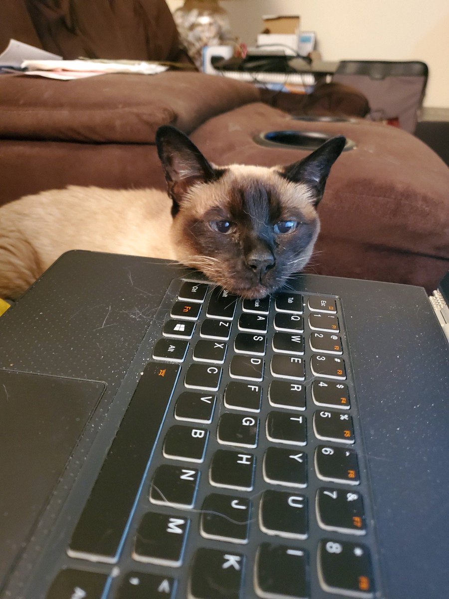 PattipattiPat's tweet photo. I love my keyboard! #supercat Saturday @amyftreeze7 https://t.co/jOB0LEsbJt