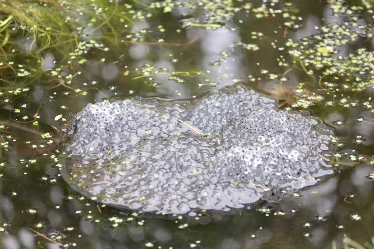 Joe_slow's tweet photo. #spawnmap Aughton, West Lancs. First seen 4th March https://t.co/lTaeJmsYOP
