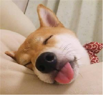 BallaGladstone's tweet photo. It's cute and funny
#dog #cutedog #doglife #confidence #cute #pet #cutepet #funny https://t.co/or1K6SXryQ
