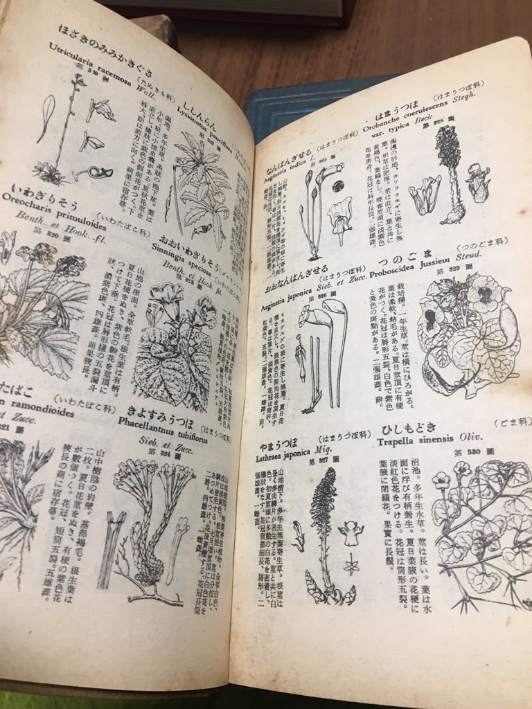 今日は色々古い本買った〜〜!牧野富太郎の植物図鑑とか!失楽園とか!読むの楽しみ〜〜 