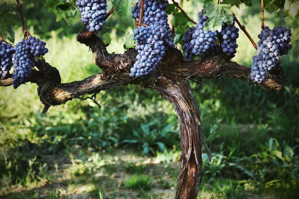 WineNewsIt's tweet photo. #Vendemmia2020, un’altra #ottima annata per il #Brunello di #Montalcino, già sui #mercati con le “super annate” 2016 e Riserva 2015. #FabrizioBindocci @ConsBrunello: “è unica, grazie ad uve sane e di #altaqualità. Ed ha tutte le prerogative per affrontare un #lungoaffinamento” https://t.co/4XKJzBj4FL