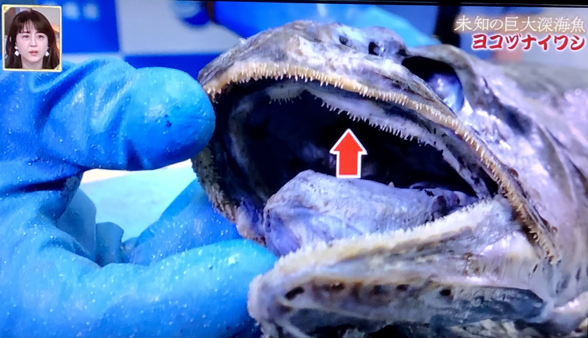 クロさん メキシコ の コルテス海 全海洋生物の65 が生息 まるでスイミーみたいな魚の大群 海の色もエメラルドそのもの これぞ神秘 世界ふしぎ発見 T Co 86p3cu9xmg Twitter
