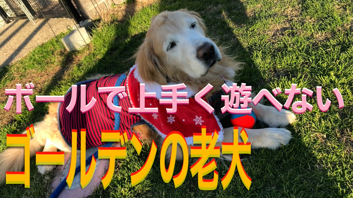 老犬レオのgoldenlife 元々ボールの遊び方分からないタイプで 若い頃は壊すのが遊びだと思ってて 笑 シニアになって壊さなくなったので遊んでみたら すぐ飽きちゃうんです