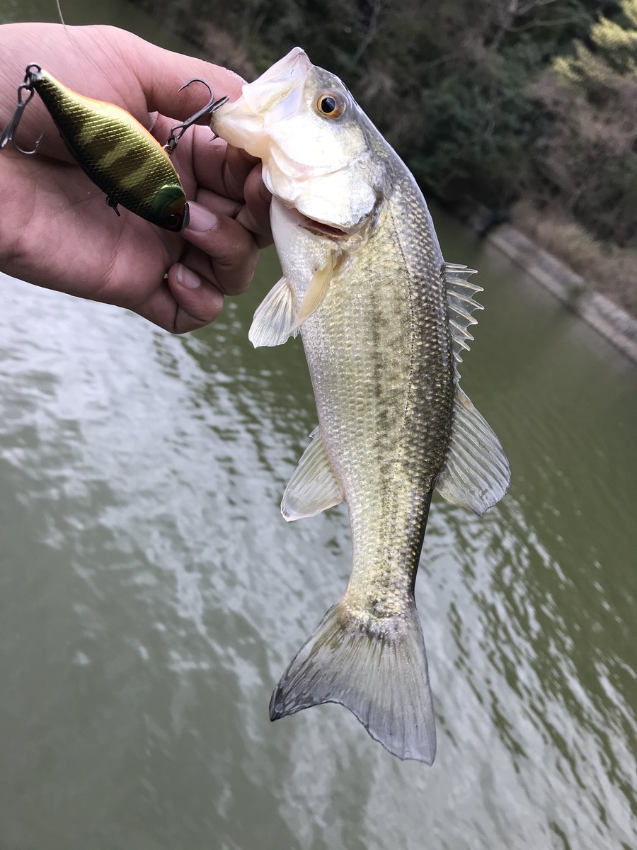 Dbuma Recherche Sur Twitter