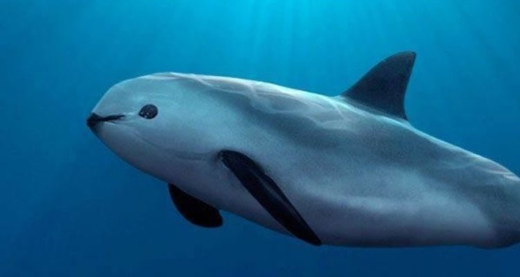 Калифорнийскую морскую свинью почти никто не видел, потому что в мире осталось менее 20 особей