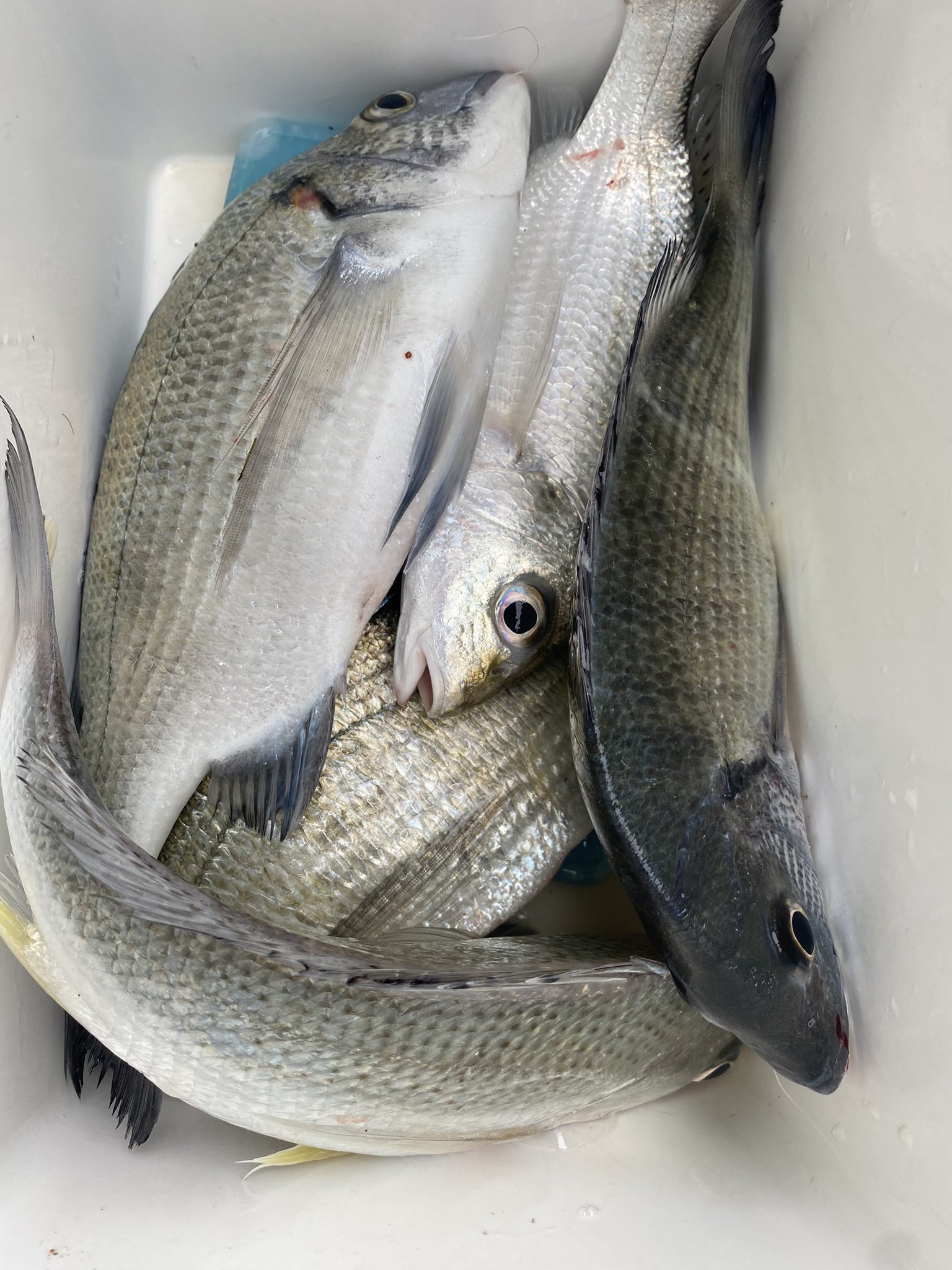 幸喜一樹 たまにはのんびり地元の波止でチヌ釣り 今日は ボイルが当たり餌でした 毎回当たり餌が違うのでそれを見出すまでも楽しみの一つですよね 鬼のローテーション T Co Kueqernlwe Twitter