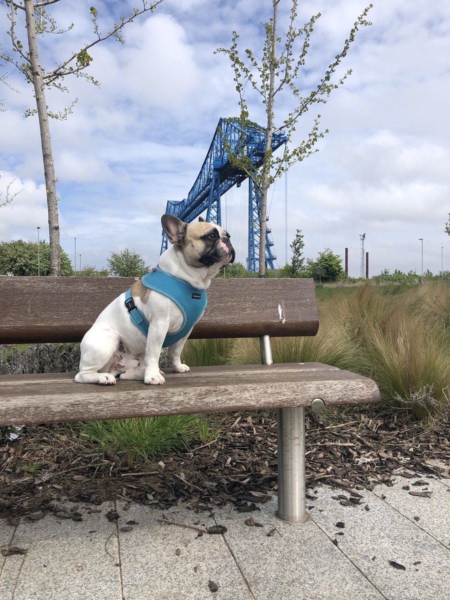 Happy 4th Birthday to the main man of C&amp;B, our Chief Morale Officer JB ❤️ 🎉🎁🎂