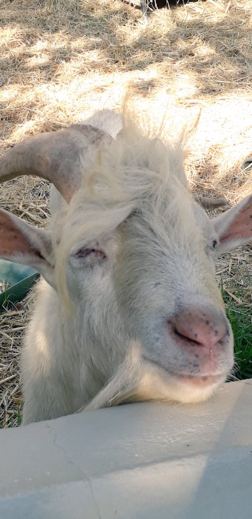 Ivor1B's tweet photo. Goats do roam. What is your favorite thing about goats? La Capra. Animalart Series. #ivorb #photography #ivorbphotography #naturephotography #ivorbphoto #movementforlight #GOAT #goats #photographer #animalphoto #goatphoto #goodphoto #lacapra #winelands #potd #farm #FarmLife #foto https://t.co/x8kaEFWR1r