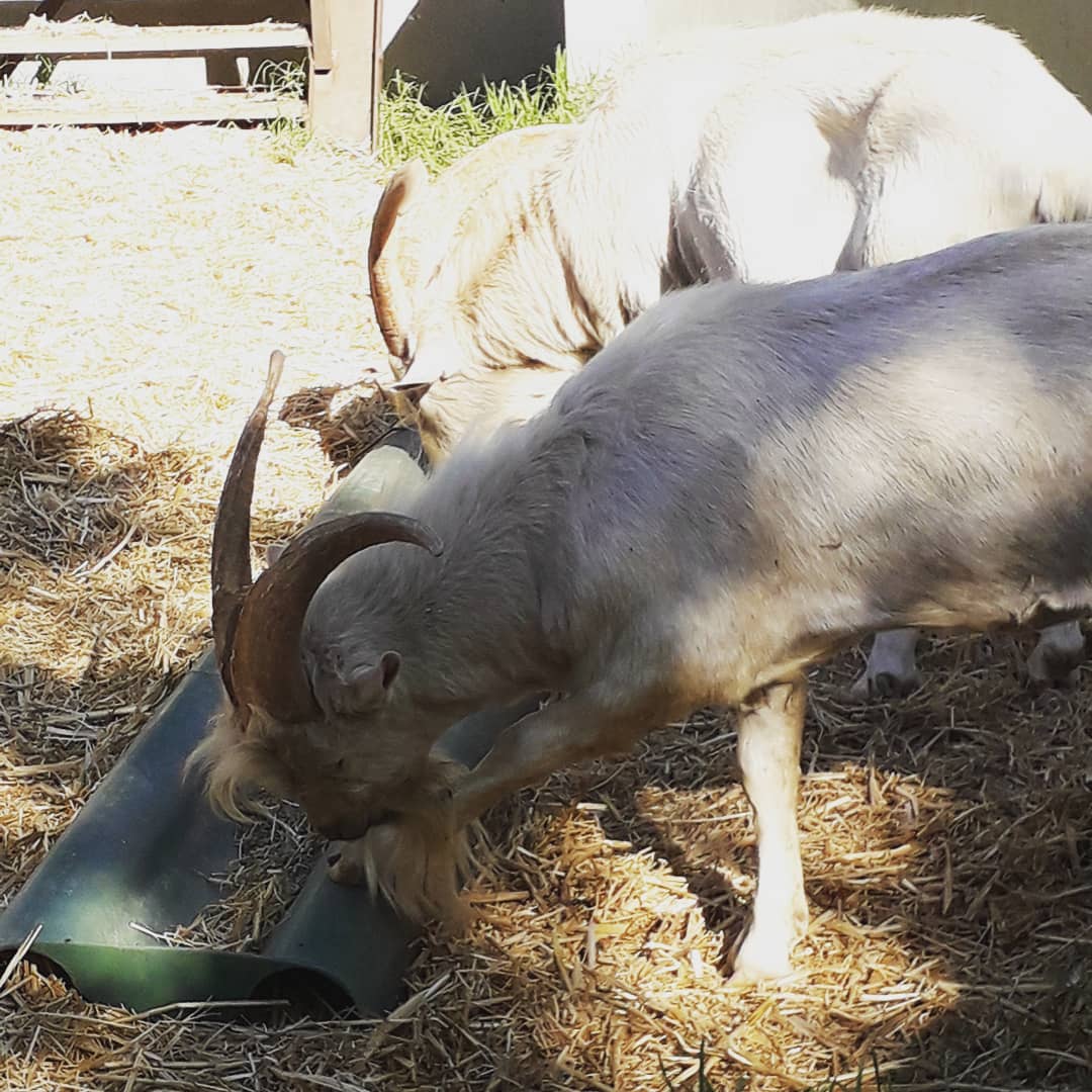 Ivor1B's tweet photo. Goats do roam. What is your favorite thing about goats? La Capra. Animalart Series. #ivorb #photography #ivorbphotography #naturephotography #ivorbphoto #movementforlight #GOAT #goats #photographer #animalphoto #goatphoto #goodphoto #lacapra #winelands #potd #farm #FarmLife #foto https://t.co/x8kaEFWR1r