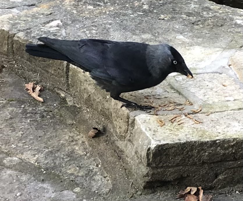AldredRoz's tweet photo. An early breakfast for this Jackdaw as it spotted the mealworms I have just put out! https://t.co/saxK7OPpPV