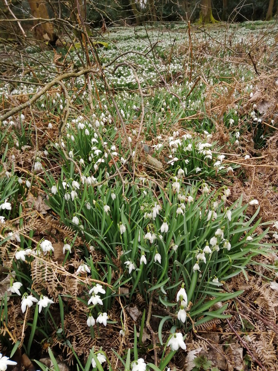 TimmyMallett's tweet photo. The glorious never ending carpet of #snowdrops in the woods #ChristmasCommon
#chilterns @VisitChilterns https://t.co/6Q9raTMT5O