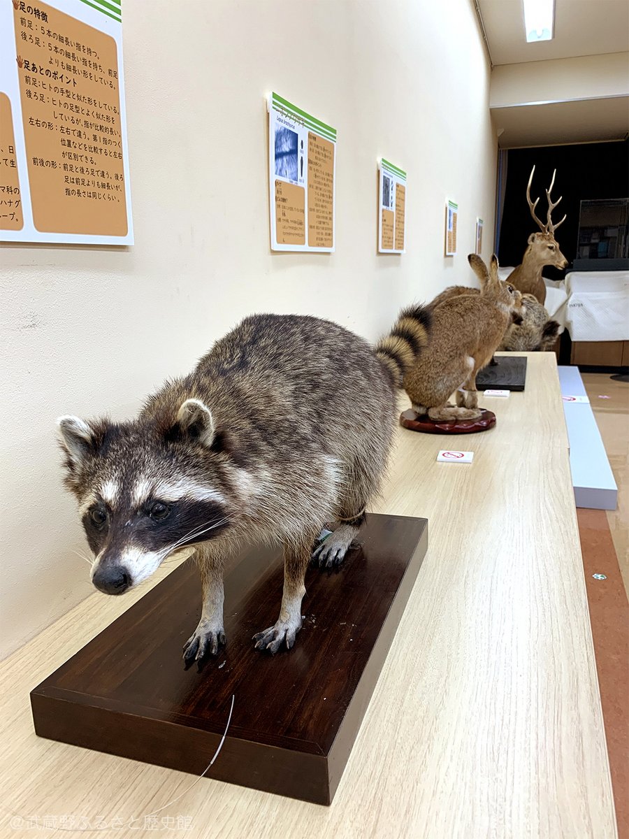 武蔵野市立 武蔵野ふるさと歴史館 V Twitter むさしの発見隊連動展示 武蔵野の野生動物 だれの足あと どんな足 を開催中です 野生 動物の剥製がいっぱい むさしの発見隊 に合わせた日本獣医生命科学大学付属ワイルドライフ ミュージアムとの共同展示です 武蔵野市立 武蔵野ふるさと歴史館 V Twitter むさしの発見隊連動展示 武蔵野の野生動物 だれの足あと どんな足 を開催中です 野生 動物の剥製がいっぱい むさしの発見隊 に合わせた日本獣医生命科学大学付属ワイルドライフ ミュージアムとの共同展示です