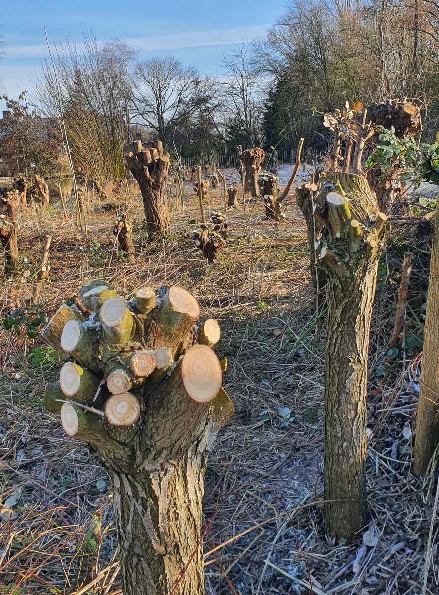 groene_long's tweet image. Met inachtneming van de #corona regels #stress #knotten. Wat een feest. #knotwilg #vrijwilliger