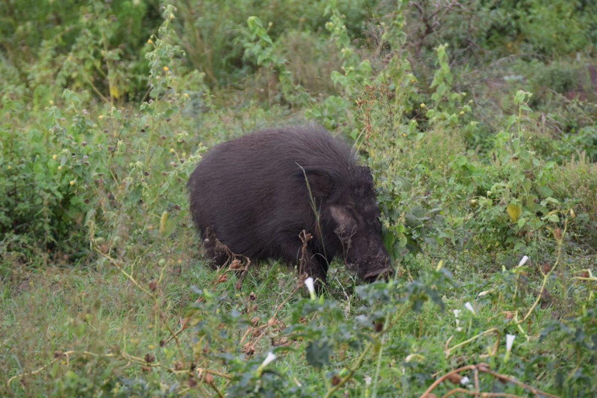 GorillaToursLtd's tweet photo. These soft grunting mammals are not given attention and live in the shadows of bigger mammals. Bushpigs are social and live in groups known as Sounders of 6-8 with a dominant boar and sow. Males that don't have Sounders live in bachelor groups.
#Wildlife #Bushpigs #pigs https://t.co/xwTgNBvk0K
