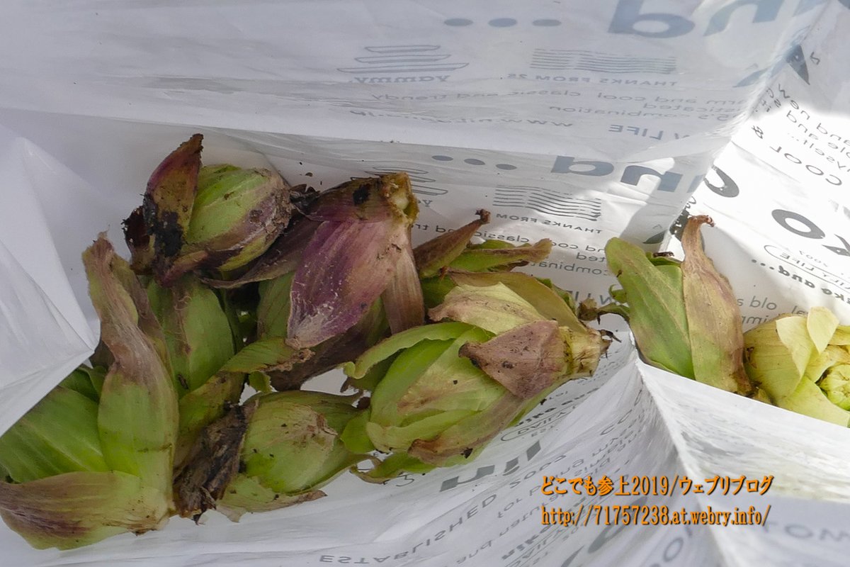 どこでも参上 V Twitter フキノトウを天ぷらにした 舟見城址の登り車道で採取 詳しくは下記urlで T Co Pr1mf841ru 観光 絶景 カメラ 写真 写真好き 風景 カメラ好き どこでも参上 入善 入善町 フキノトウ フキノトウの天ぷら 舟見城址