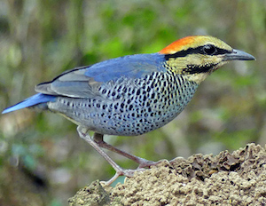 grumpyoldbirder's tweet image. Latest ‘Destination’ article on Fatbirder – Thailand fatbirder.com/articles/thail… [&apos;Subscribing&apos; to Fatbirder articles is easy... just hit the ‘subscribe’ button bottom left of home page &amp;amp; complete the form and click the confirm link. When I post a new article, you will get an alert.]