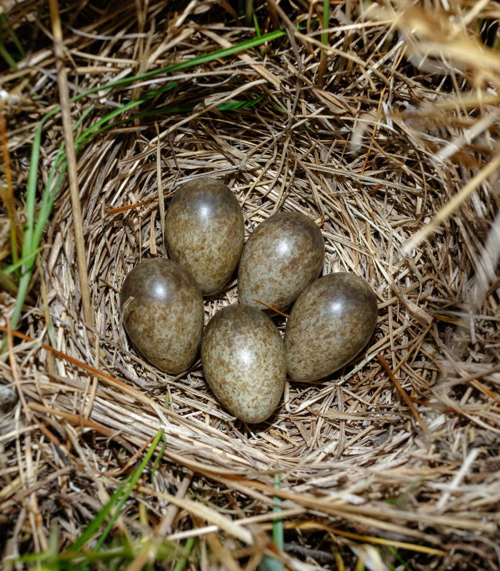 Five skylark eggs in a nest, brown and speckled in colour.