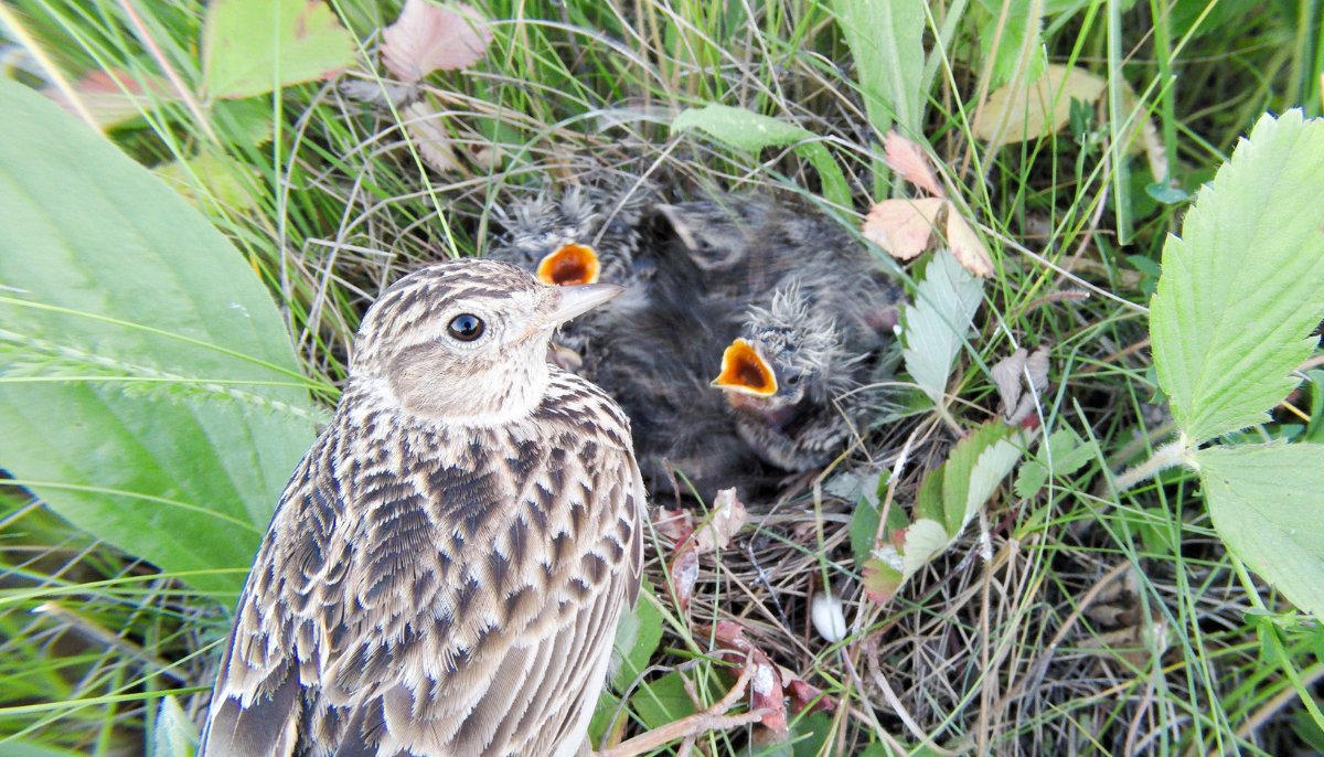 Bird breeding season has started so it's important we all take steps to keep them safe when walking in the countryside.

🚶‍♀️ Stick to the main paths
🦮 Keep dogs on a short lead
🐣 Watch out for nests
🏞️ Treat the outdoors with respect

#RespectProtectEnjoy | <a href="/Natures_Voice/">RSPB</a>