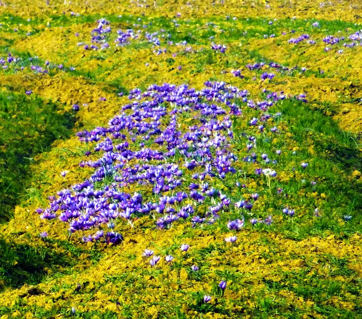 piedpiperlko's tweet photo. #IncredibleIndia #ColorfulPlaces
#Saffron Fields
#JammuKashmir 
The only place in the world besides Spain to grow Saffron, Pampore is a sleepy hamlet which accounts for major production of the spice in India. The beautiful lavender fields here are a sight to behold. https://t.co/0yqSdxpXbI