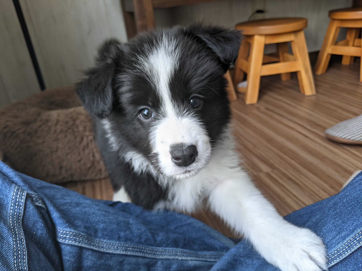 みるく@ボーダーコリー tweet media