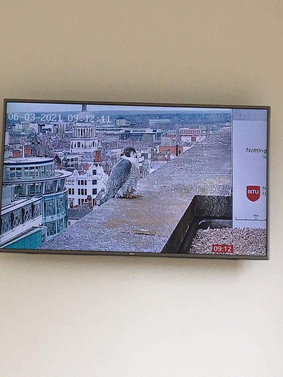Fantastic to see the top of the Newton building on ⁦<a href="/BBCBreakfast/">BBC Breakfast</a>⁩. Pre lockdown I used to see the falcons swooping over the city looking for their breakfast on my way into work ⁦<a href="/NBS_NTU/">Nottingham Business School</a>⁩ .