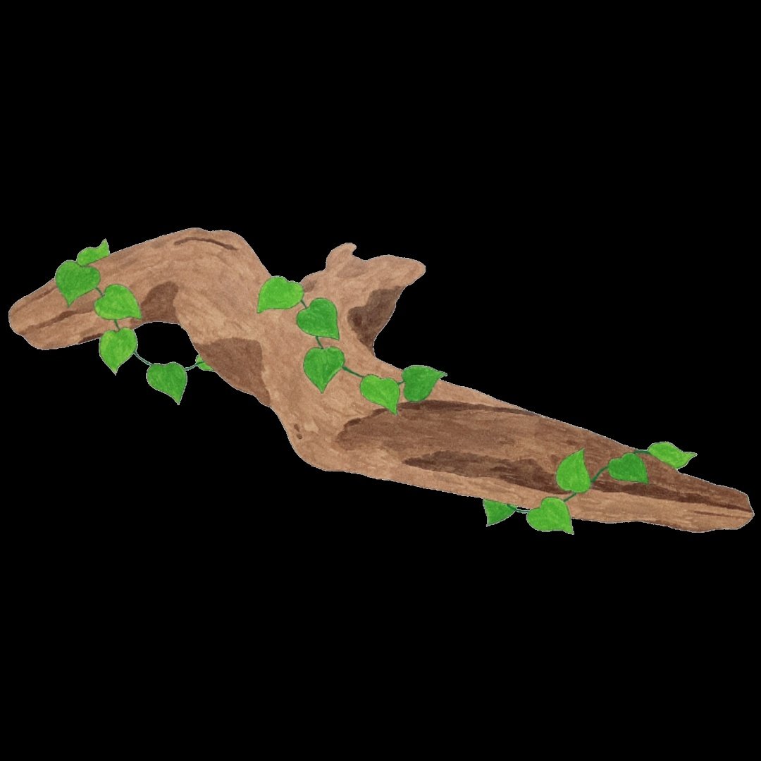 なっほ 11月日とんぶり参加 流木イラストできました 画像編集したからこうなってるだけですが背景黒でもシャキッてして良さげですね あっ それにあわせてヤモリちゃんのおめめを黒っぽくしてあげたら夜感出ていいかも コルク樹皮にもチャレンジ