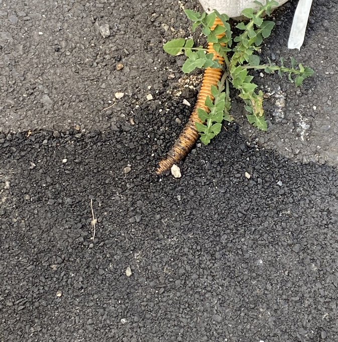 Twitterのコスプレ画像37