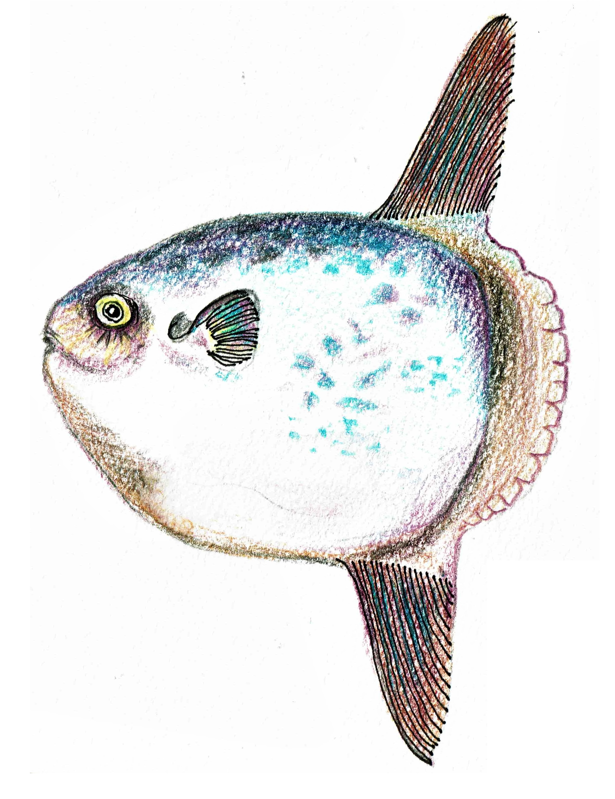 山本峰夫 今日も引き続き深海魚を部門別にイラスト画に描いています マンボウmora Mora Moon Fish と アカマンボウ Sun Fish のイラスト画をかきました 尻尾にご注目ください アカマンボウはアカマンボウ目でリュウグウノツカイの仲間です