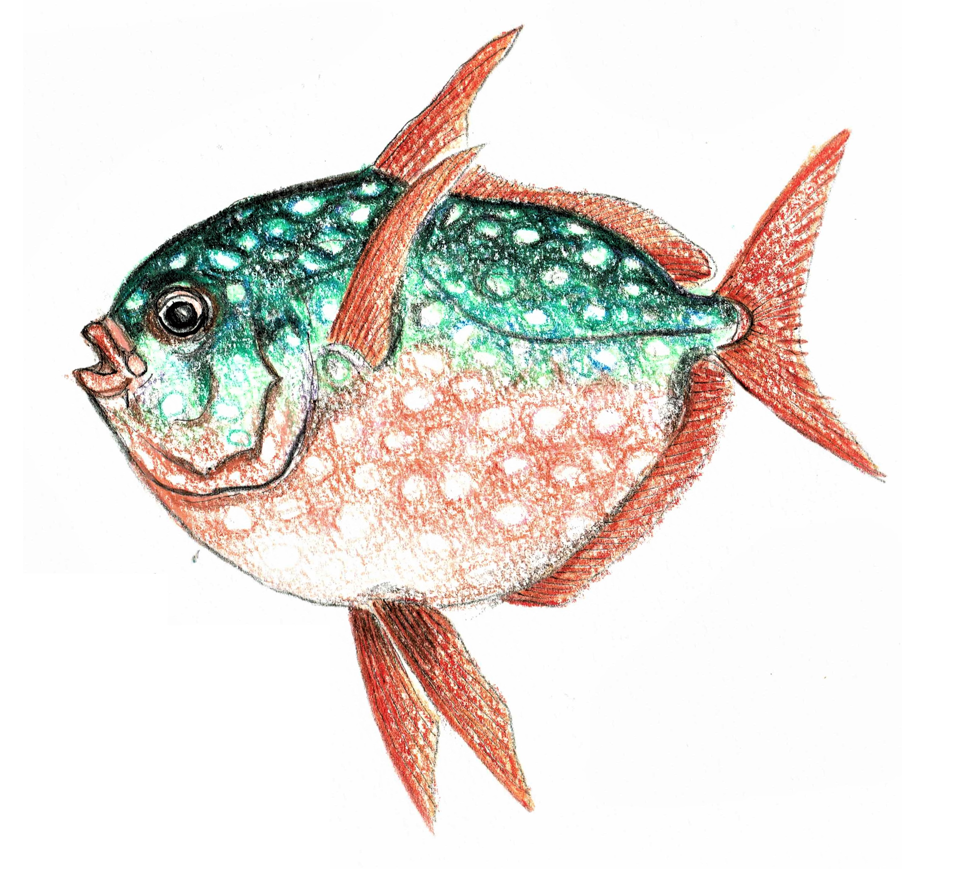 山本峰夫 今日も引き続き深海魚を部門別にイラスト画に描いています マンボウmora Mora Moon Fish と アカマンボウ Sun Fish のイラスト画をかきました 尻尾にご注目ください アカマンボウはアカマンボウ目でリュウグウノツカイの仲間です
